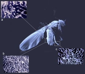 Different microorganisms involved in <b> <i> acid rot </i> </b> are found on the body of Drosophila, for example:
 a) <i> <b> Kloeckera apiculata </b> </i> in epicuticular setae;
 b) <b> <i> Gluconobater </i> sp. </b> in hair on the abdomen;
 c) <b> <i> Pichia membranifaciens </i> </b> on the legs ...
 These insects ensure their vection.