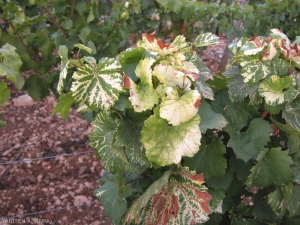 Multiple facies of the symptoms of <b> short knotted </b> on the leaves of the same vine.