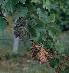 Reddening and interveinal dryness caused by <b> esca </b>.  These symptoms have also been attributed to BDA.