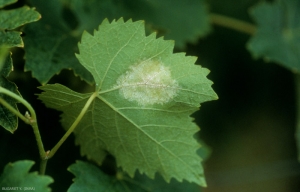 On the underside of the leaves, the presence of <b> <i> Plasmopara viticola </i> </b> is manifested by the appearance of a white down on the back of the "oil spots" observable on the upper side.
Downy mildiew