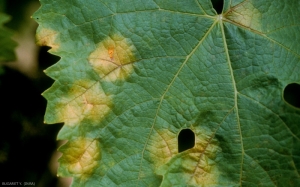 Leaf spots caused by <i> <b> Plasmopara viticola </b> </i> turn yellow and then become necrotic as the disease progresses.