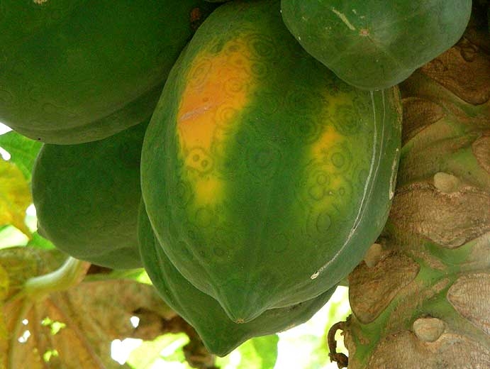 Electrificeren Absoluut Tol Melon - Papaya ringspot virus (PRSV)