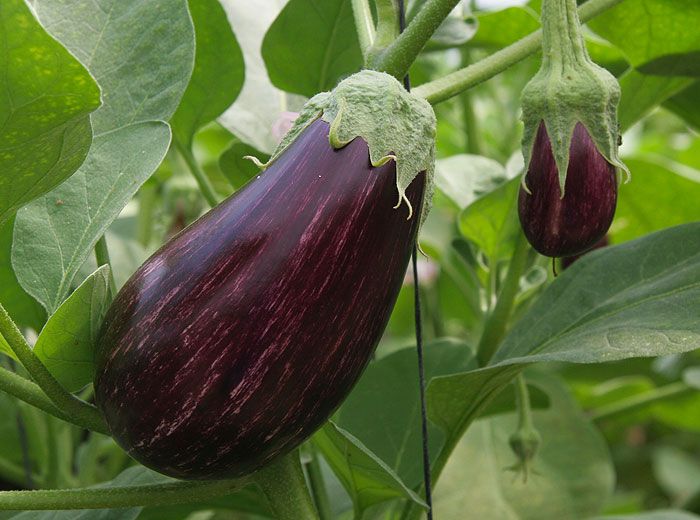 Eggplant