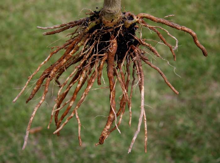 <i> <b> Pyrenochaeta lycopersici </b> </i> (enfermedad de la raíz corchosa) y <i> <b> Colletotrichum coccodes </b> </i> (pudrición de la raíz, antracnosis) en berenjena.