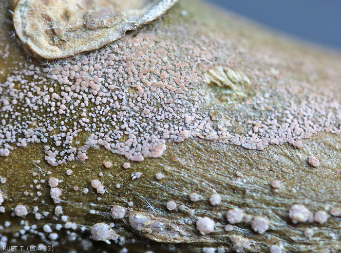 Formación en la superficie de un tallo degradado de almohadillas algodonosas de color crema a rosa llamadas esporodochia que producen numerosos conidios.  <i><b> Fusarium oxysporum </i> f.  sp.  <i> melongenae </i></b>