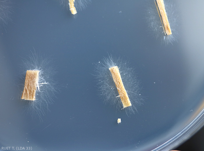 El cultivo de fragmentos de vasos en medio nutritivo en una placa de Petri permite demostrar <b><i> Fusarium oxysporum </i> f.  sp.  <i> melongenae </i></b>.  El micelio del hongo se desarrolla a partir de explantes que se cultivan.