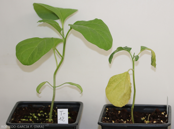 Izquierda: planta de control sin inocular.  Derecha: planta inoculada después de 12 días de incubación que presenta síntomas como clorosis, marchitamiento y marchitamiento y caída de hojas. <i><b> Fusarium oxysporum </i> f.  sp.  <i> melongenae </i></b>