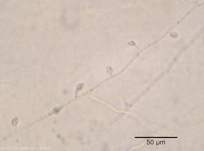 Aparición de microconidios de <b><i> Fusarium oxysporum </i> f.  sp.  <i> melongenae </i></b> agrupados en una cabeza falsa al final de conidióforos monofialidos cortos.