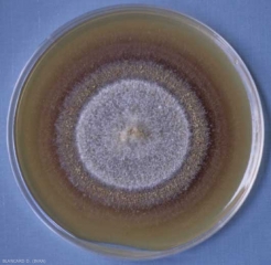 Esta colonia micelial de <i> <b> Cylindrocarpon liriodendri </b> </i> muestra una coloración marrón anaranjado en el medio de cultivo en una placa de Petri.