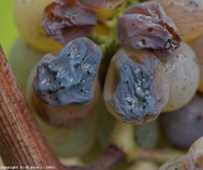 Evolución de un ataque de <b> Podredumbre noble </b> sobre la variedad de uva Sauvignon.  Bayas en la etapa 'completamente podrida'.  <i> Botrytis cinerea </i>