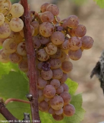 Ataque de la <b> podredumbre noble </b> en la variedad de uva Semillón.  Evolución de la facies de tigre (racimo completo).  <i> Botrytis cinerea </i>