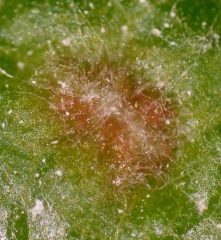 Ostiolo de una hiel situada en la cara superior del limbo por donde emergerán las larvas jóvenes de <i> <b> Daktulosphaira vitifoliae </b> </i> (filoxera)