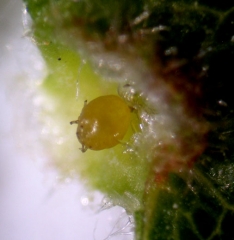 Detalle de una larva de <i><b> Daktulosphaira vitifoliae</b></i> en una agalla en desarrollo.  (filoxera)
