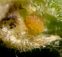 Hembra de <i> <b> Daktulosphaira vitifoliae </b> </i> y sus huevos en una hiel de filoxera.