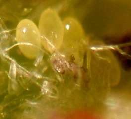 Detalle de los huevos presentes en una hiel de filoxera.  <i><b> Daktulosphaira vitifoliae</b></i>