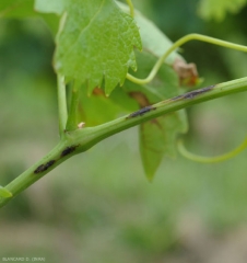 Lesiones tempranas de pudrición negra en ramitas.  Tienen un tinte de marrón a negro y gradualmente se vuelven necróticos.  <i> <b> Guignardia bidwellii </b> </i>