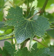 La deformación foliar ligada a la <b> Fitotoxicidad </b> se expresa especialmente en la periferia del limbo de esta hoja de vid.  En algunos lugares, este último presenta crecimientos que modifican su forma.