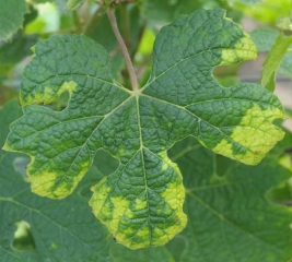 Varias manchas con áreas amarillas, más bien ubicadas en la periferia del limbo, son claramente visibles en esta hoja.  <b> Fitotoxicidad </b>