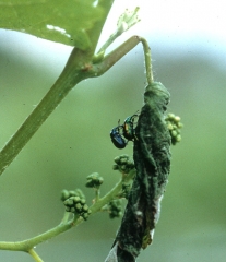 Adultos de cigarros. <i><b>Byctiscus betulae</b></i>