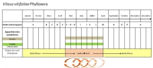 Phylloxera_vigne_8