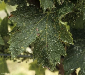 Esta hoja de parra está salpicada de unas pequeñas manchas angulares que pueden alcanzar los 3 mm de diámetro.  Su color va del marrón al negro, algunos están rodeados de un halo clorótico más o menos marcado.  <i> <b> Xylophilus ampelinus </b> </i> (necrosis bacteriana).