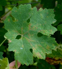 Mildiu mosaico que comienza en una hoja de parra, podemos distinguir numerosas pequeñas lesiones cloróticas, muchas veces delimitadas por nervaduras, que aparecen en el limbo.  <b><i> Plasmopara viticola </b></i>