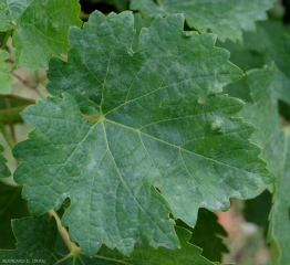 Discretas manchas blancas y esponjosas salpican la rama de esta hoja de vid.  <i> <b> Erysiphe necator </b> </i> (oidio)