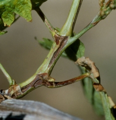 Las lesiones aceitosas longitudinales de diversos grados de cancro en las ramitas y el estallido de los brotes indican la presencia de necrosis bacteriana. <b> <i> Xylophilus ampelinus </i> </b>.