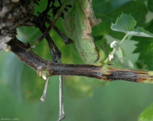 Esta rama está rodeada en su base, en varios centímetros, de una lesión superficial negra con reflejos azulados.  <b> <i> Phomopsis viticola </i> </b>