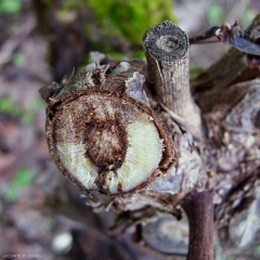 Cancro de botryosphaeria sectorial en madera de un año.  (<b> muerte regresiva en <i> Botryosphaeria </i> </b>)