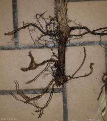 La raíz principal de este sistema de raíces y las raíces revelan una coloración de marrón muy oscura a negra característica del pie negro.  (<b> <i> Ilyonectria liriodendri </i> </b>)