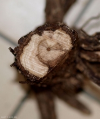 Un corte transversal permite visualizar en la madera una lesión necrótica marrón que debió desarrollarse desde la corteza hasta la médula.  <b> <i> Ilyonectria liriodendri </i> </b> (pie negro)
