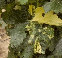 En esta hoja se puede observar que el amarilleo de la pala afecta principalmente a sectores bastante geométricos delimitados por las vetas.  <b> Anomalía genética </b> (Quimera).