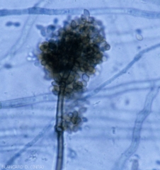 <b><i>Cladosporium</i> sp.</b> (pourriture à <i>Cladosporium</i>) 