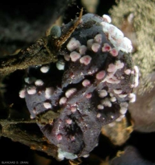 Esta baya podrida y arrugada está cubierta con almohadillas de esporas de <i> Penicillium expansum </i>.