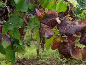 Algunos racimos están completamente secos y las hojas muestran un color rojizo en una variedad roja. Síntomas de la madera negra, <i> <b> Candidatus Phytoplasma solani </b> </i> 