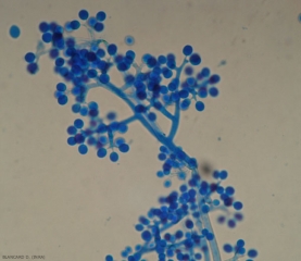 Aspecto al microscopio óptico de un esporangióforo tupido de <b> <i> Plasmopara viticola </i> </b> portador de esporangios jóvenes. 