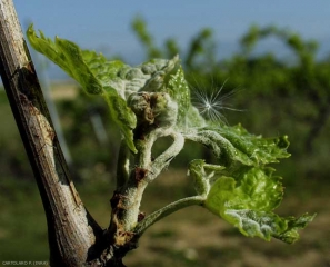 Este pequeño sarmiento joven en crecimiento se vio afectado temprano por el mildiú polvoroso;  muestra un síntoma de bandera de <i> <b> Erysiphe necator </b> </i> muy característico.