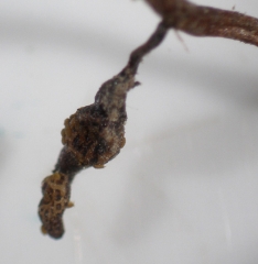Presencia de una nodosidad de filoxera en la raíz de la vid.  <b> <i> Daktulosphaira vitifoliae </i> </b>