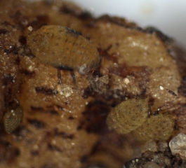Las larvas de diferentes etapas están presentes en un nudo.  <b> <i> Daktulosphaira vitifoliae </i> </b> (filoxera)