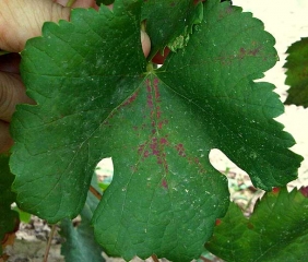 Las lesiones rojizas están presentes a lo largo de algunas venas de esta hoja de parra.  <i> <b> Eotetranychus carpini </b> </i>