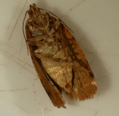 En esta vista ventral de la mariposa, podemos ver las alas traseras que están adornadas con un flequillo blanquecino.  <b> Polilla de la uva pequeña </b>