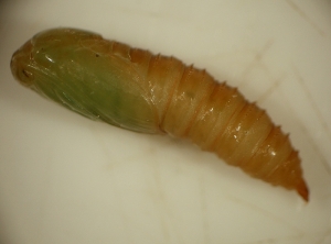 En <em><b> Argyrotaenia ljungiana</b> </em> la crisálida es inicialmente verde-ocre.