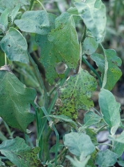 La mayoría de las hojas de esta planta de berenjena están más o menos cubiertas de manchas más o menos extensas de color marrón a negro. <i><b>Alternaria beringelae</b></i> (ex <i>Alternaria solani</i>.