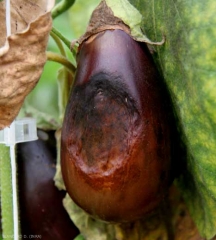 Esta fruta podrida está casi completamente colapsada y localmente cubierta de moho negro.<i><b>Alternaria alternata</b></i> (syn <i>Alternaria tenuis</i>, alternariosis)