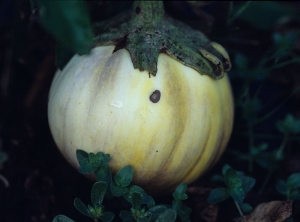 En un lado de esta fruta se ha formado una pequeña mancha cóncava de color marrón con discretos anillos concéntricos.<i><b>Alternaria beringelae</b></i> (ex <i>Alternaria solani</i>, alternariosis) en berenjena.