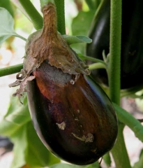 Alrededor de la cicatriz del tallo de esta fruta madura se ha desarrollado una podredumbre grande, suave y de color marrón rojizo.  Los sépalos senescentes sirvieron como base nutritiva para el hongo.  <i> <b> Botrytis cinerea </b> </i>