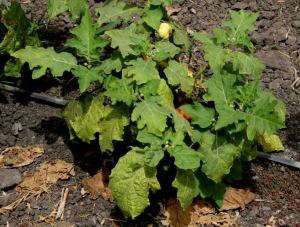 <b>Ácaros</b> en hoja de berenjena.