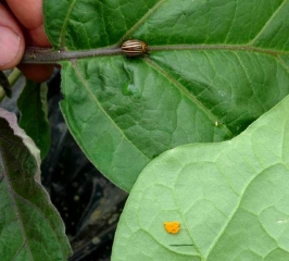 <b> Escarabajo de la patata de Colorado </b> sobre berenjena