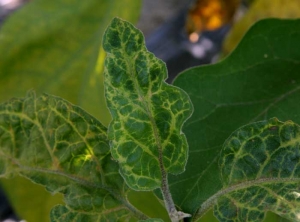 <b><i>Eggplant mottled dwarf virus</i></b>, EMDV en berenjena.